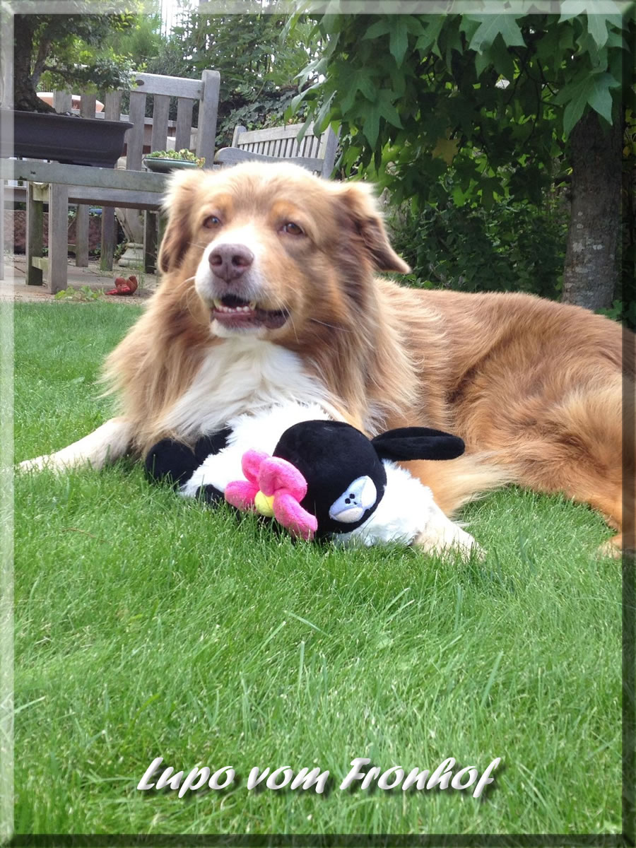 Lupo der Papa vom A-Wurf bei den Waellern von der Strauenhalde